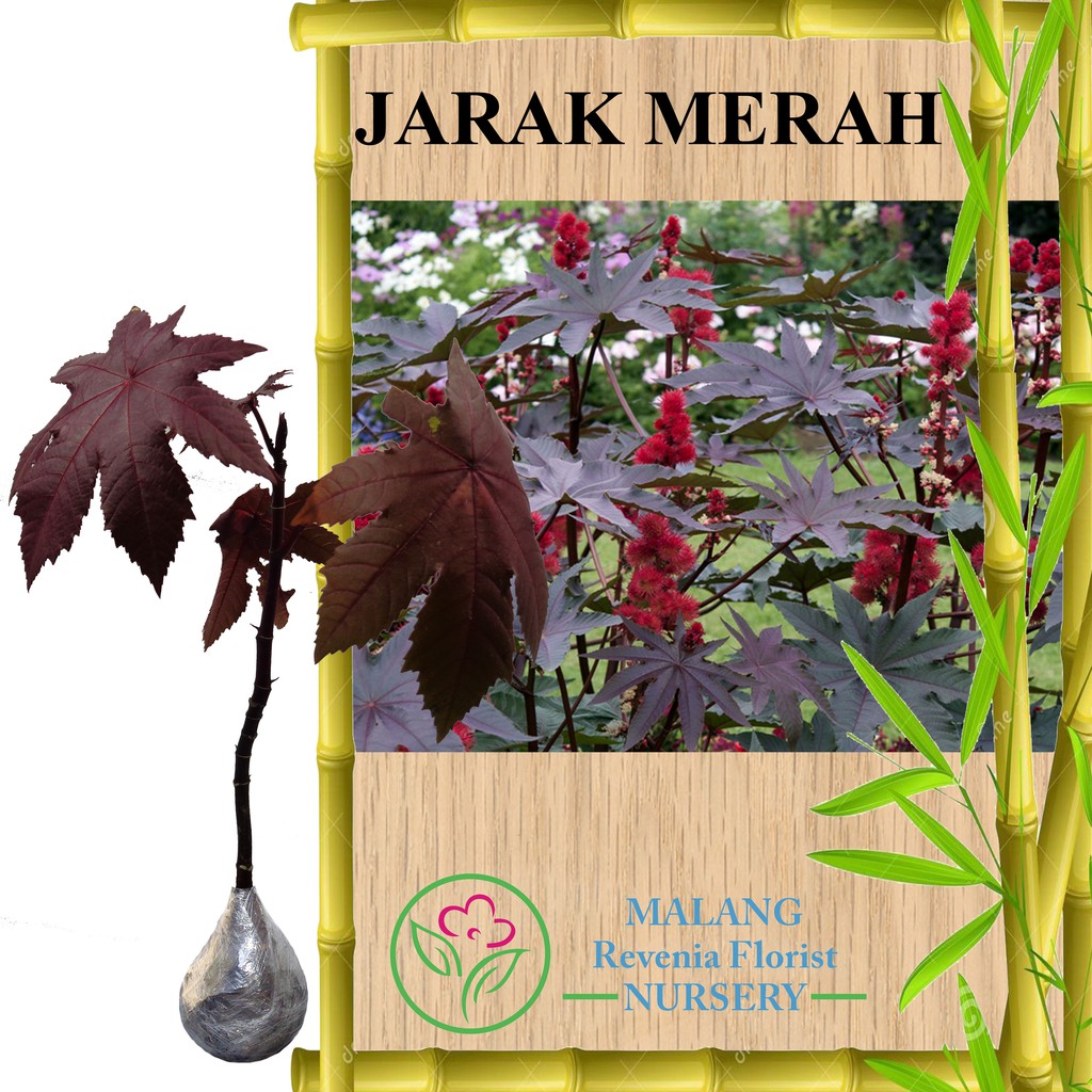 Tanaman Jarak Merah Shopee Indonesia