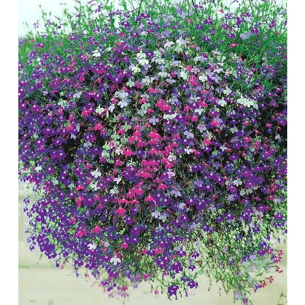 Benih Bibit Biji - Bunga Lobelia Cascade Mix Flower Seeds - IMPORT