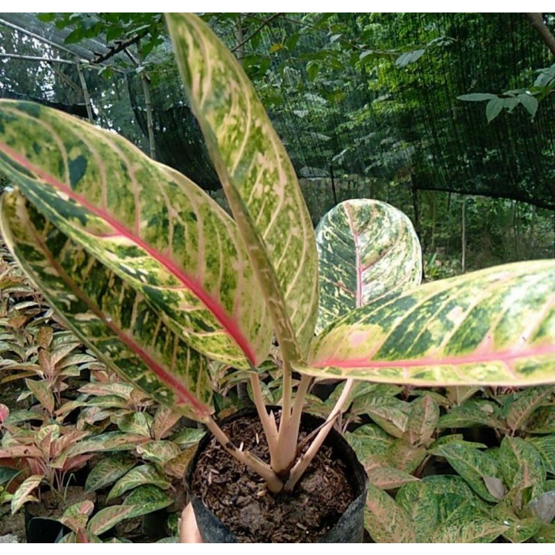 Aglonema Donakarmen Mutasi Cantik Warna Cerah Donacarmen Dokar Mutasian Segar