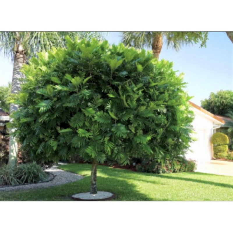 pohon kiara payung tinggi 3 meter - tanaman peneduh