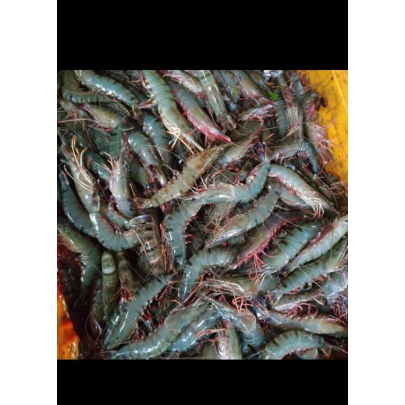 

UDANG PANCET UKURAN SEDANG - 1 KG (40-45) EKOR