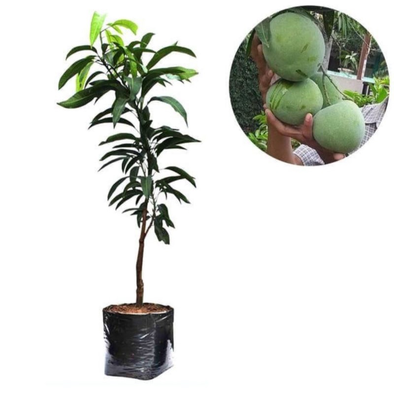Bibit Buah Mangga Kelapa