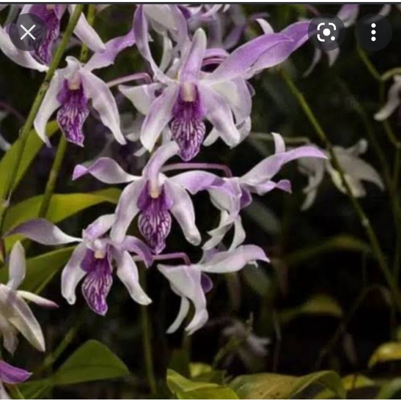 Dendro Caesar warawan