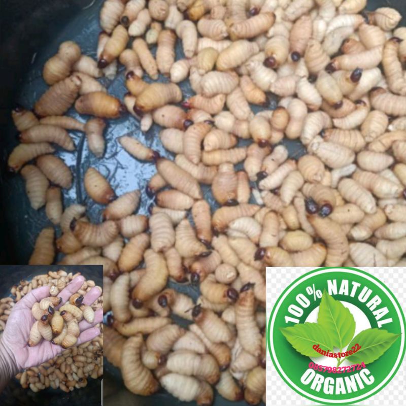 Jual Ulat Sagu Online: Peluang Bisnis Menjanjikan di Era Digital