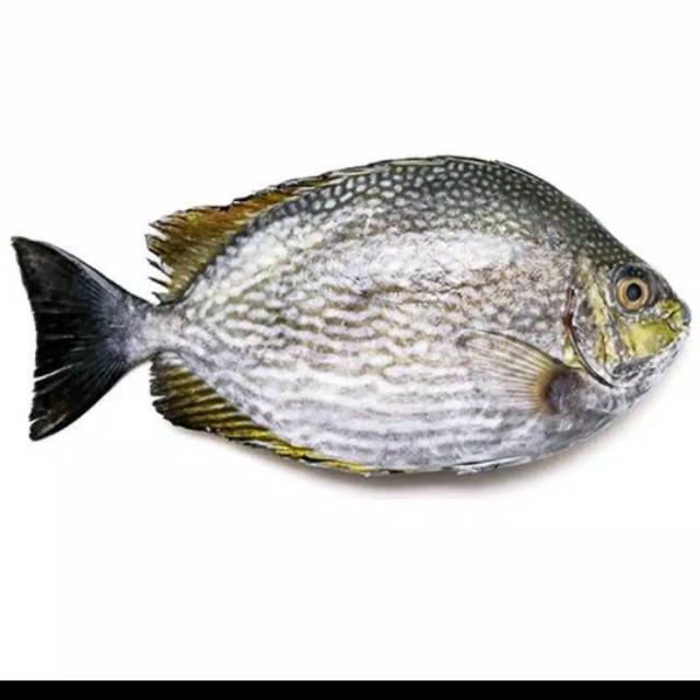 

IKAN BARONANG BESAR SEGAR