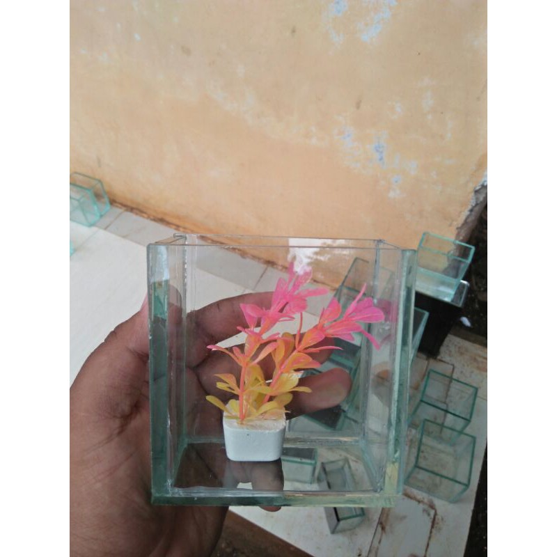 soliter mini plus tanaman soliter cupang aquarium cupang soliter selfi