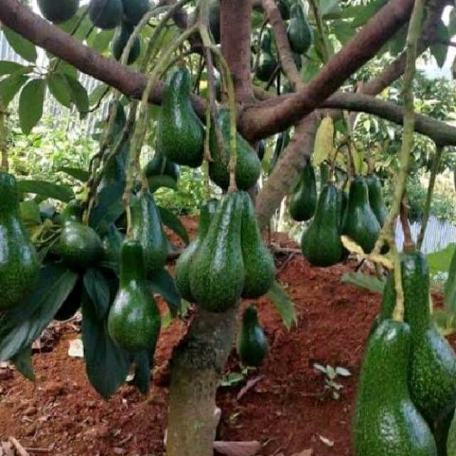 Promo Bibit apokat aligator hasil okulasi (BISACOD)