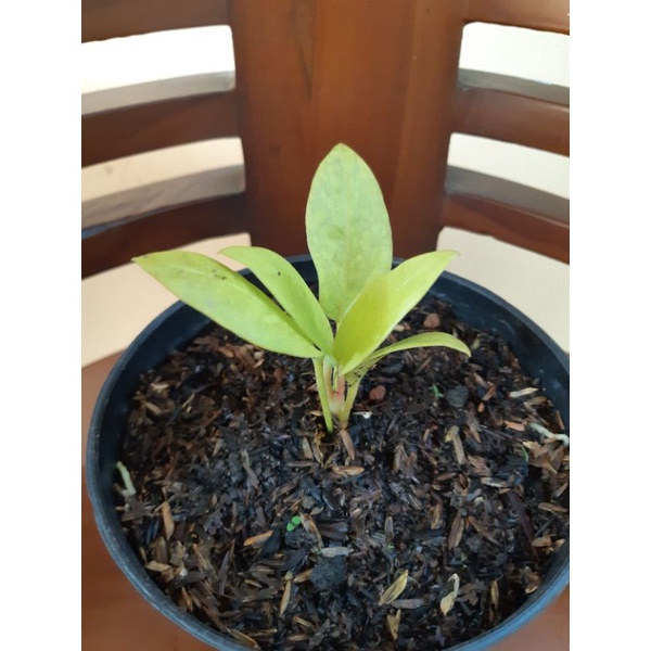 anthurium keris golden