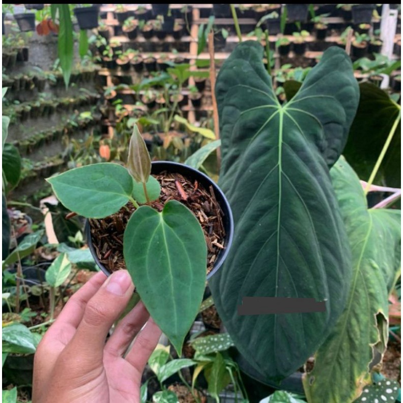 anthurium dark mama original. dark mama hitam. tanaman hias