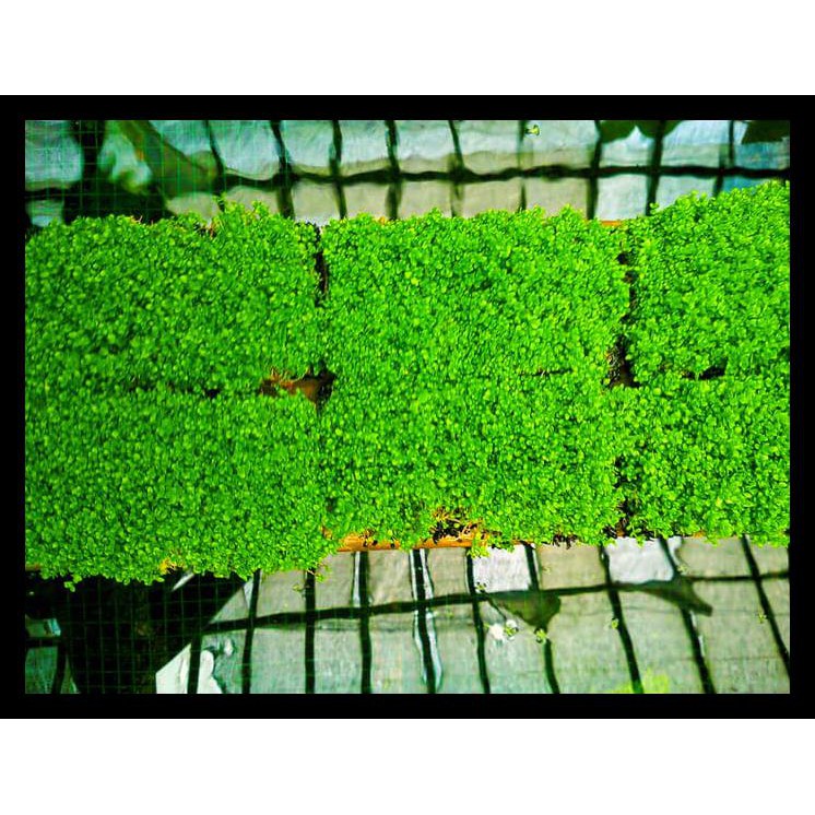 Big Sale Cuba Karpet Tanaman Air Aquascape Hemianthus Cuba