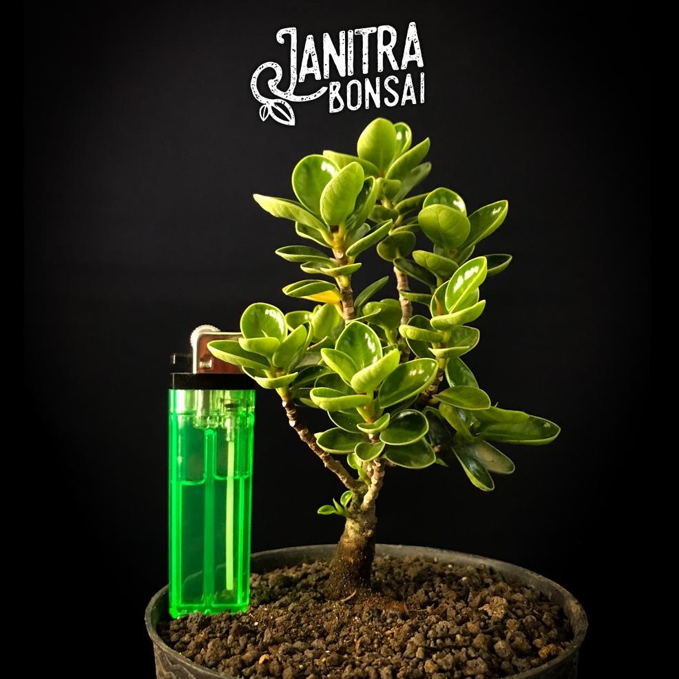 [KODE 6PPQL] Beringin dolar mangkok micro bonsai ficus dolar mangkok