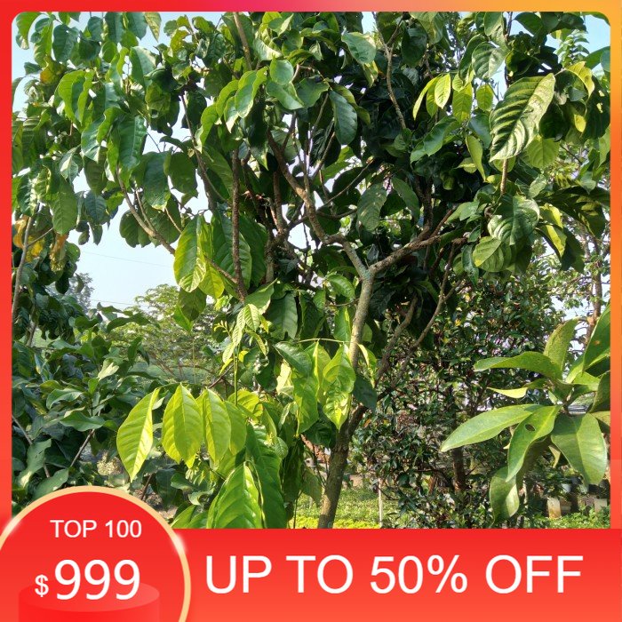 Pohon Buah, Pohon duku siap berbuah tinggi 2 meter.