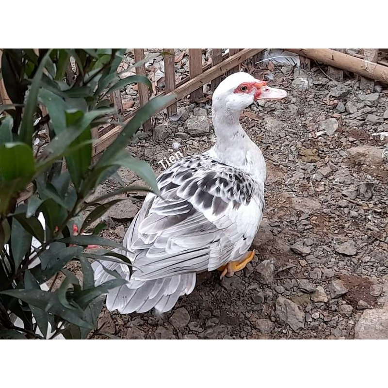 TELUR MENTOK / ENTOK  HIAS WHITE HEAD BARRED UNTUK DI TETASKAN