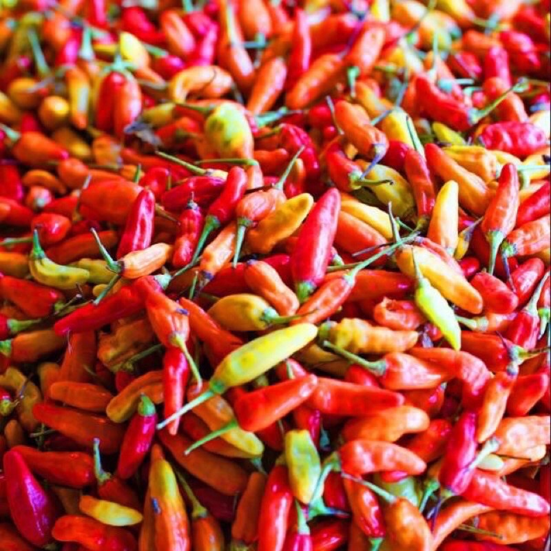 

Cabe Caplak Merah 250gr