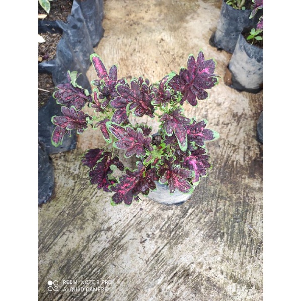 Miana Tanaman Hias Bunga Langka Pohon Coleus Merah Daun Miana Miyana Iler Premium-05