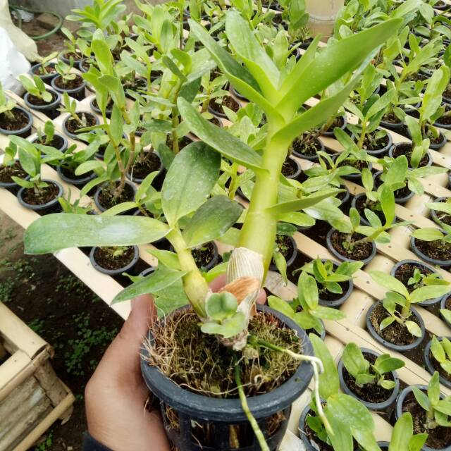 Tanaman Bunga Anggrek Dendro - Dendrobium Hybrid Remaja Murah - Bunga Bervariasi -tanaman hias hidup-bunga hias hidup-tanaman hidup-bunga hidup-bunga anggrek hidup-bunga gantung hidup-tanaman hias asli