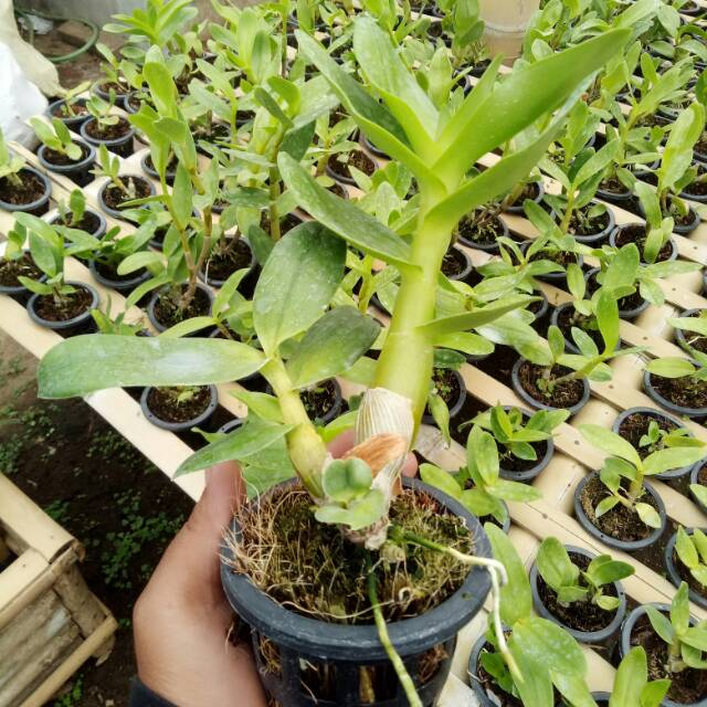 Tanaman Bunga Anggrek Dendro  Dendrobium Hybrid Remaja 