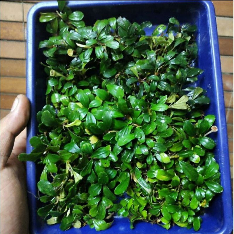 BUCEPHALANDRA MEDIUM PER NAMPAN | BUCE MEDIUM AQUASCAPE