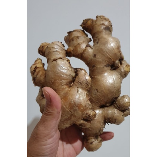 

Jahe putih segar/jahe gajah fresh 1kg.