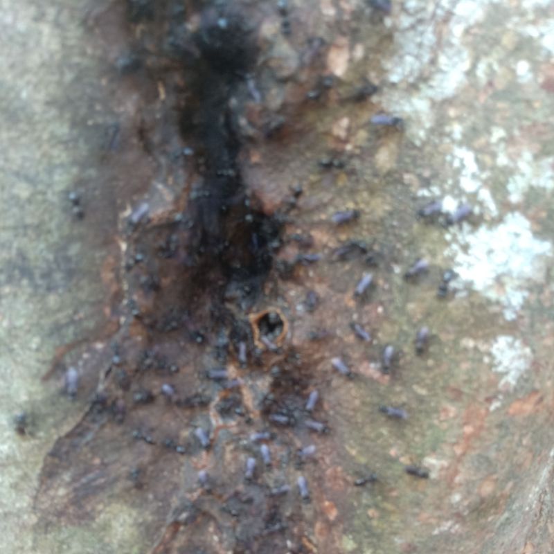 bibit lanceng trigona itama