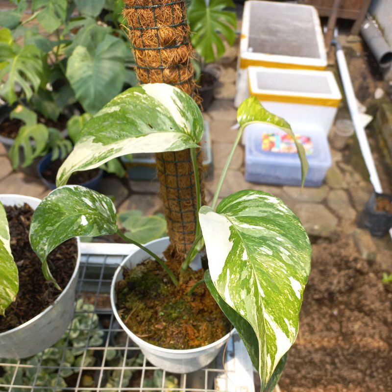 Epipremnum pinnatum varigata ekor naga varigata putih