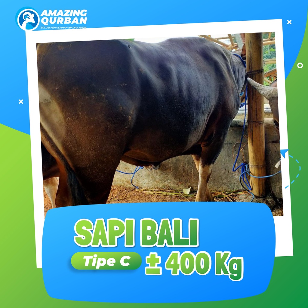 PROMO SAPI BALI khusus Qurban Adha, BOBOT -+250KG, FREE ONGKIR se-JABODETABEK