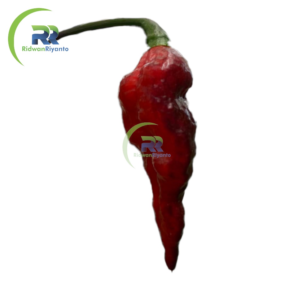 BUAH Cabe BHUT JOLOKIA BLACK adalah Cabai Terpedas di Dunia TAHUN 2006 the Guinness World Records