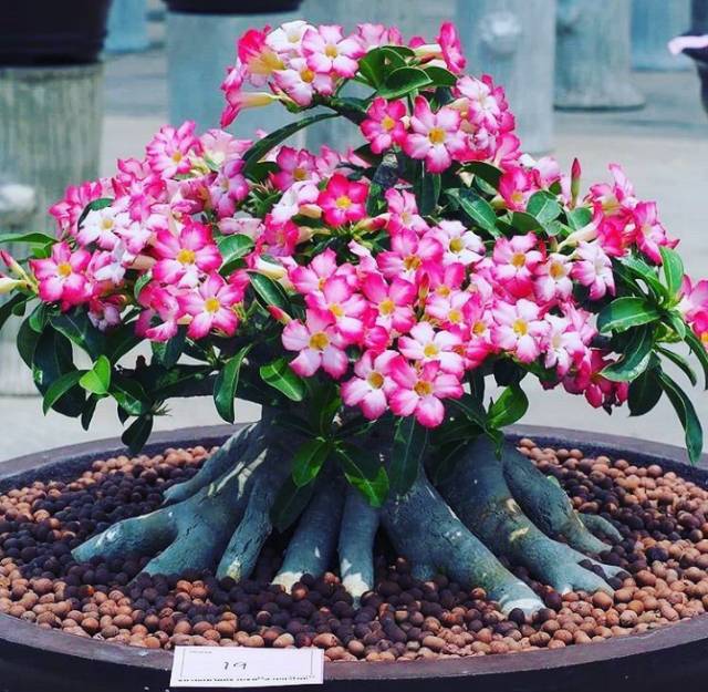 Bibit adenium bonggol besar bahan bonsai kamboja jepang-3