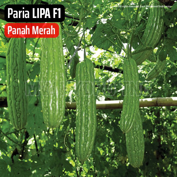 Benih Panah Merah, Paria LIPA F1 - East West Seed