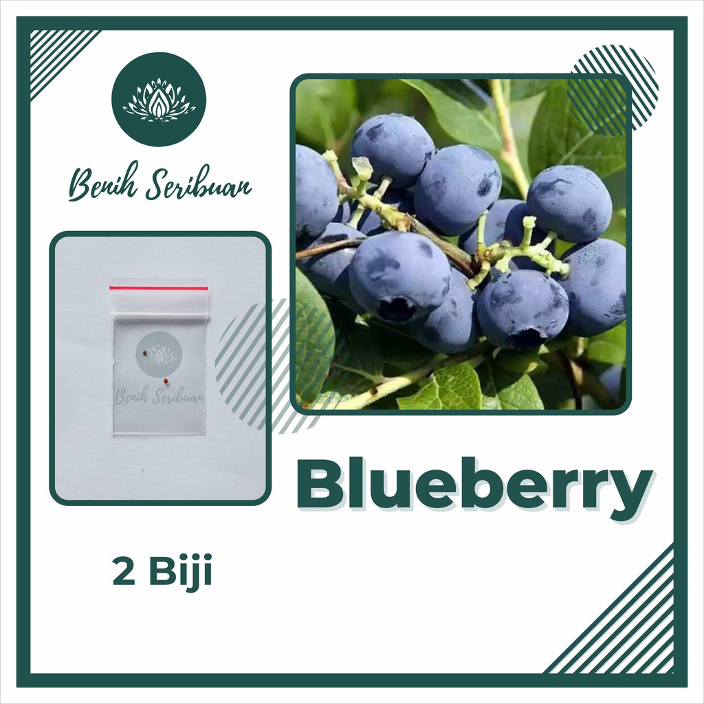 2 Benih Bibit Blueberry Import Buah Bluebery Berkualitas Super Tanaman Blue Berry Premium Unggul