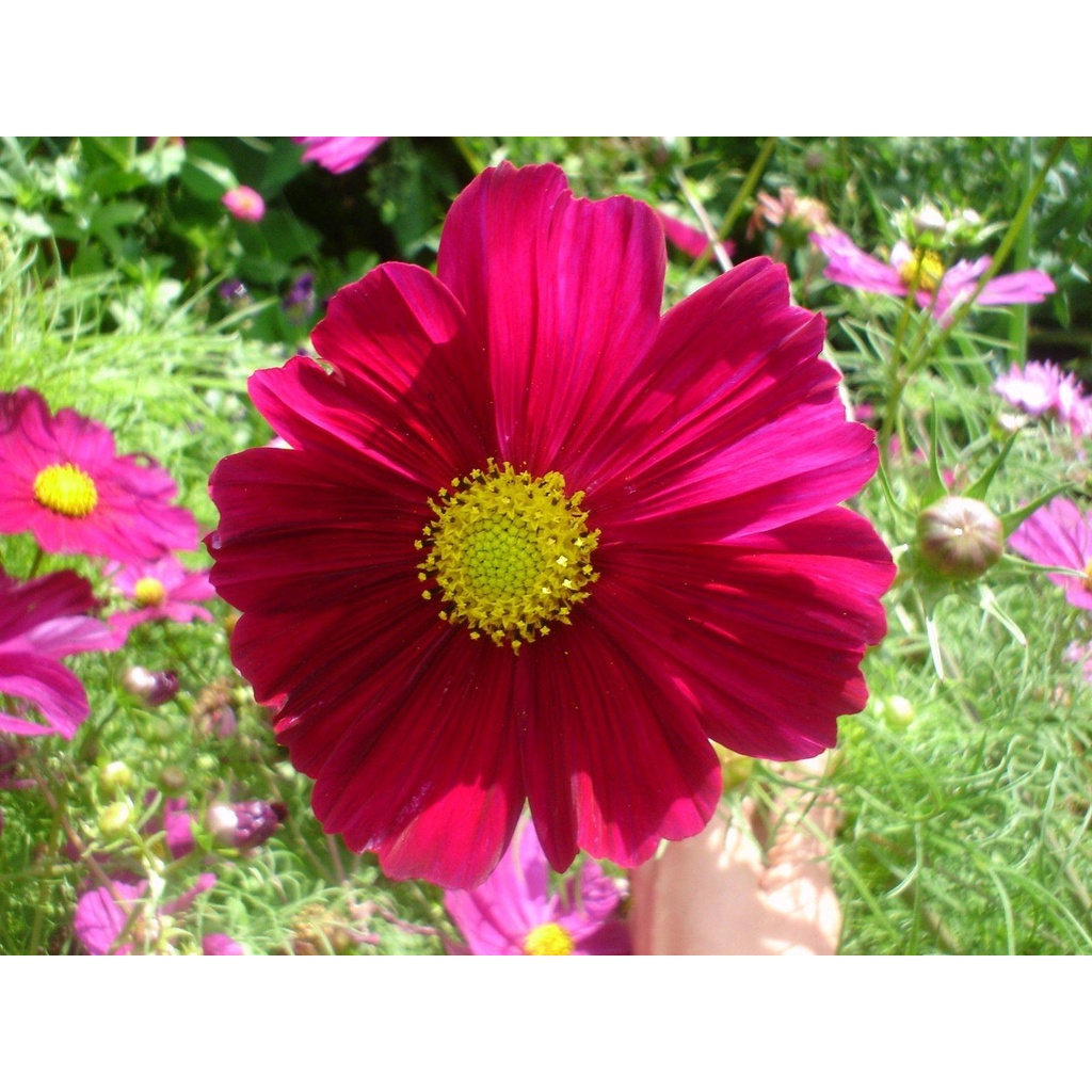 Benih Bibit Biji - Bunga Cosmos Gazebo Red Merah Flower Seeds - IMPORT