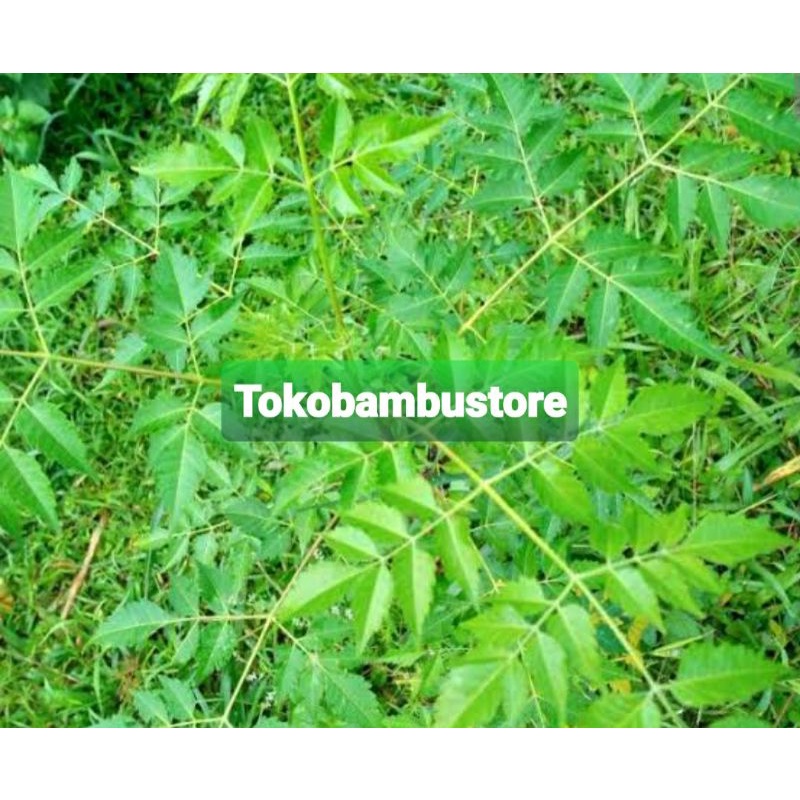 

Hemat 250 gram daun mindi segar petik langsung-az