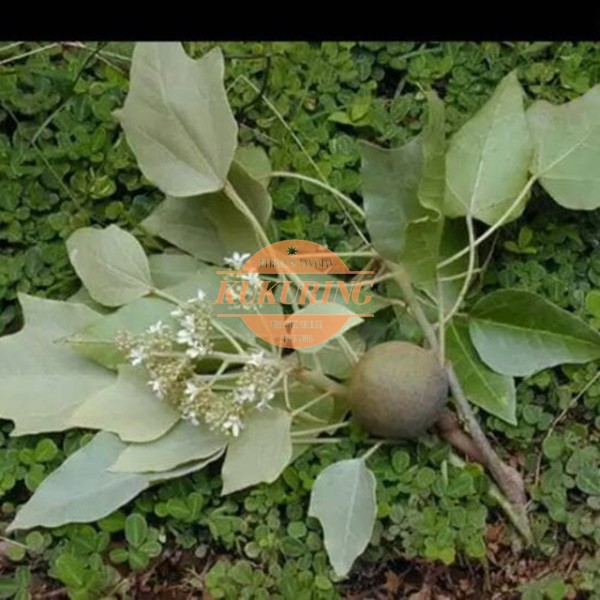 

Daun kemiri segar 500gr