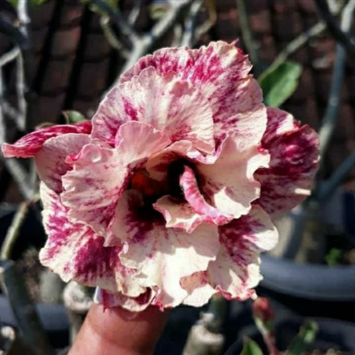 

NEW!! Bibit bunga kamboja adenium golden years