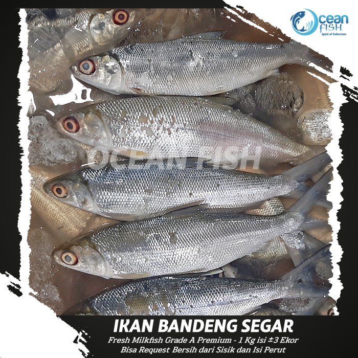 

Ikan Bandeng Segar - Fresh Milkfish Super - Bandeng Segar Bersih Fresh - Bandeng Pilihan Kualitas Segar