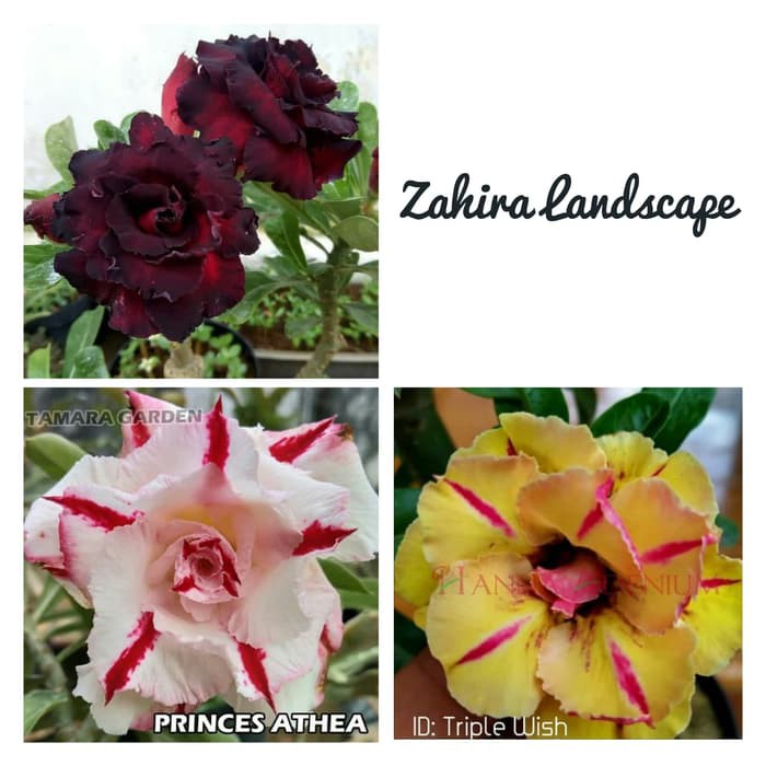 Paket Hemat 3 Bibit Bunga Kamboja Adenium BlackBlood-Athea-Triplewish