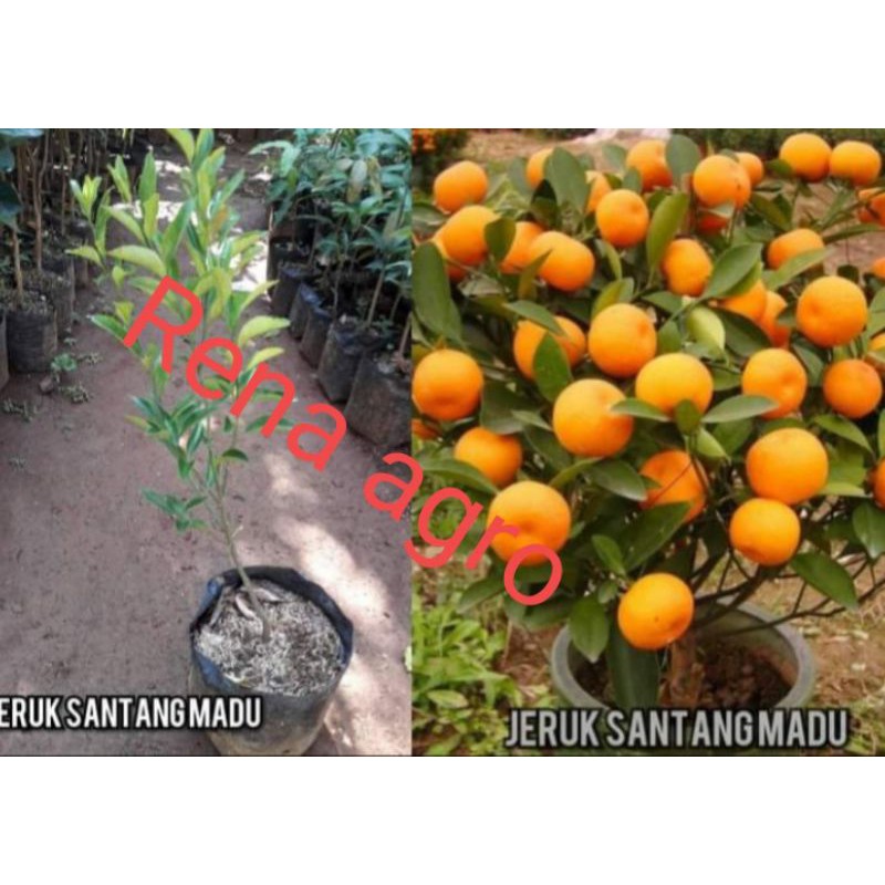 

jeruk Santang madu berbuah bonus bibit Bidara/anggur Isabella
