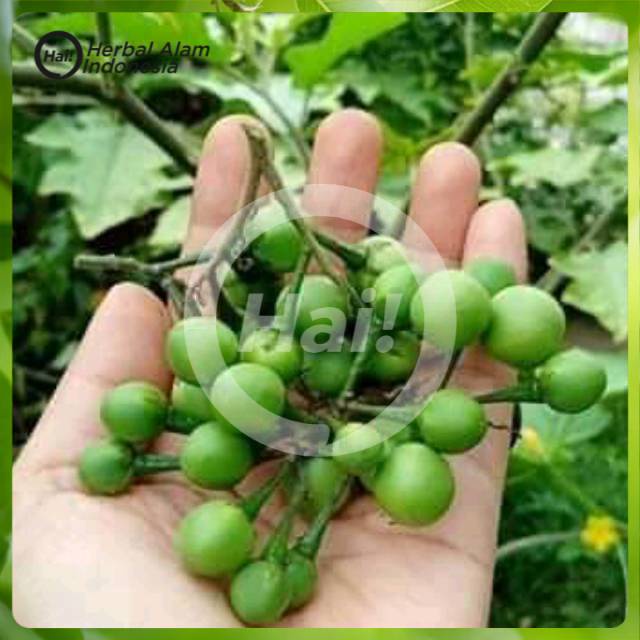 

Buah tekokak/cepokak(100gram)