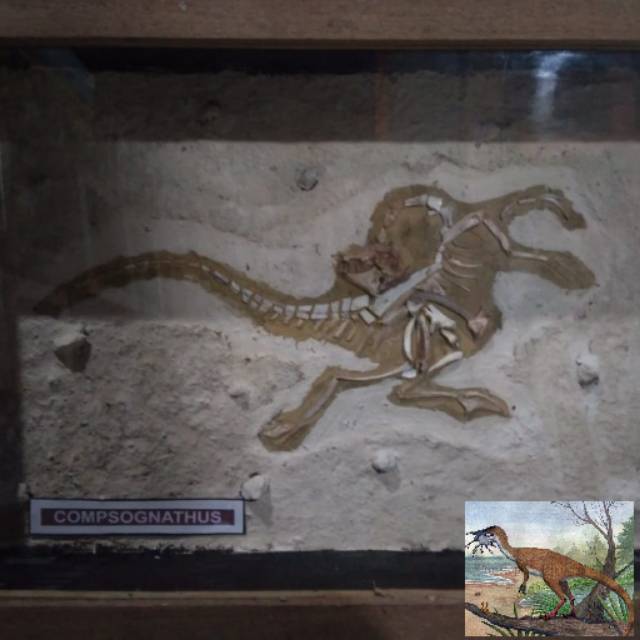 Hiasan dinding figura fosil hewan dinosaurus compsognathus