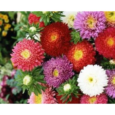 Barang Terlaris Bibit Bunga aster Flower Powder Puff Aster Mix  Callistephus chinensis Bagus