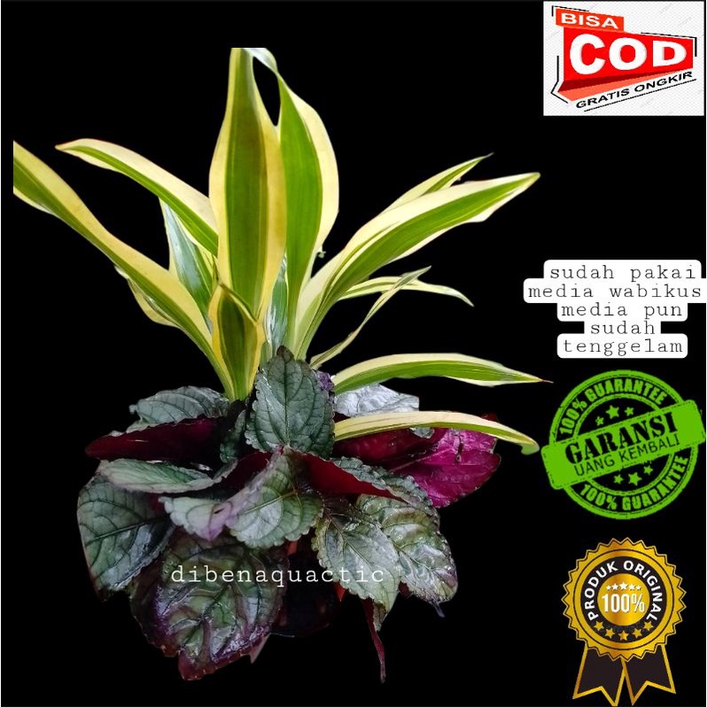 bambu hoki-bambu air media wabikusa tanaman aquascape-akuarium-paludarium