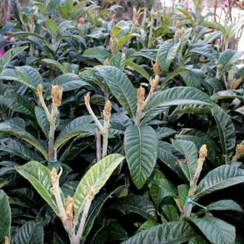 BIBIT BUAH BIBIT CANGKOKAN BUAH LECI BIWA LOQUAT SIAP BERBUAH O0#