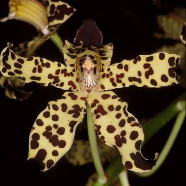 anggrek grammatophyllum measurianum dewasa