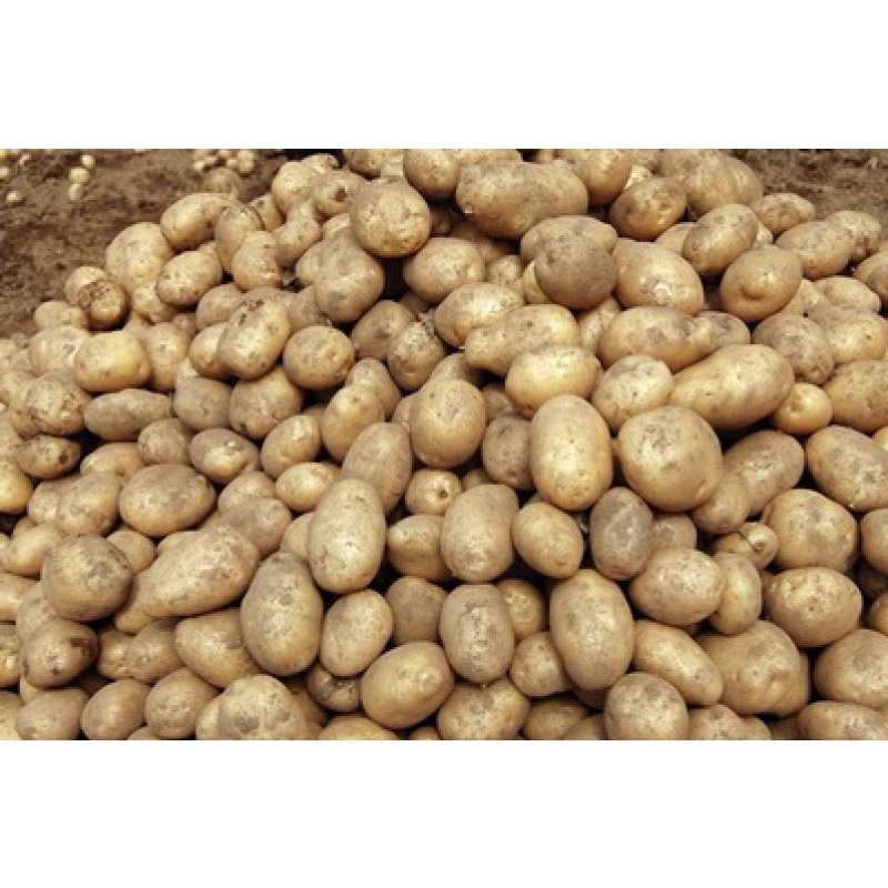 

KENTANG LOKAL PILIHAN DAN BERKUALITAS 500GR