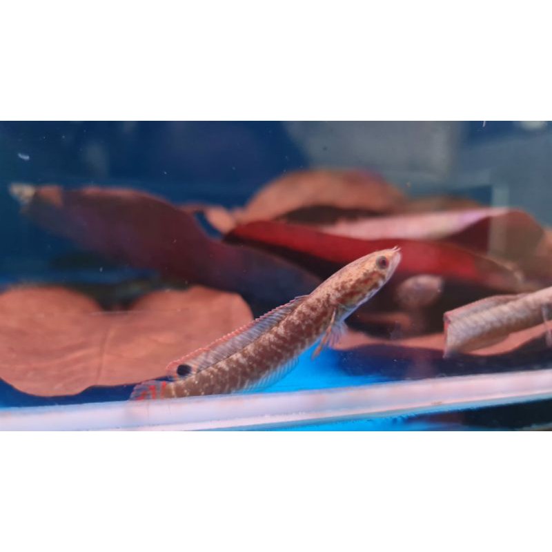 Channa Bleheri WC 11-13 cm