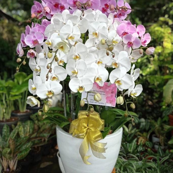 

Promo!!! Rangkaian anggrek bulan isi 10/hampers lebaran/idul fitri