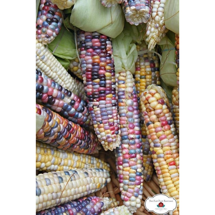 Bibit Jagung Popcorn Glass Gem