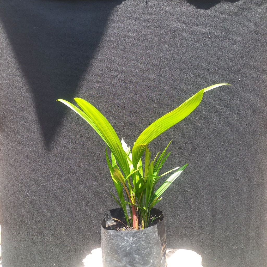 Bibit Pinang Merah / Palem Merah Tanaman Hias Taman