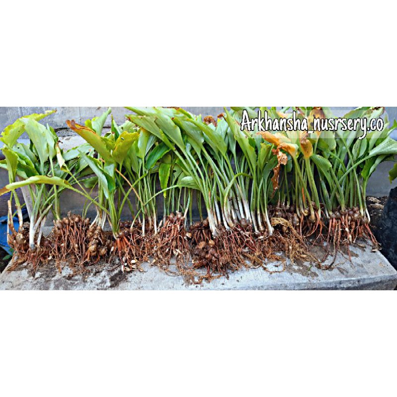 Kunyit hitam Kaempferia parviflora 100% ORGANIK