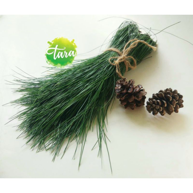 

Daun Pinus Segar Fresh Pine Leaves Herbal Obat Stroke, Untuk Photografi, Art, Dekorasi Dll
